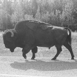 Meet your Posher, Sophie